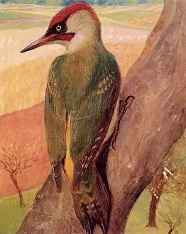 Picus: Green Woodpecker, Picus viridis