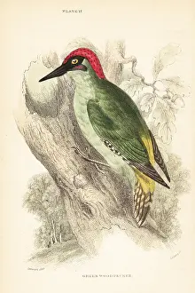 George Bell: Green woodpecker. Picus viridis, perched on a tree