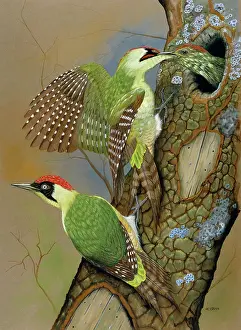 Green Woodpeckers