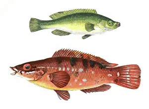Spotty: Green Wrasse and Comber Wrasse