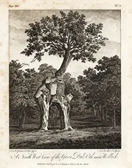 Arborist: The Greendale Oak, Welbeck Park, Nottingham