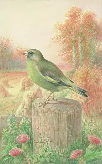 Greenfinch: Greenfinch