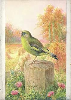 Greenfinch: Greenfinch