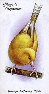 Canaries: Greenfinch-Canary Mule