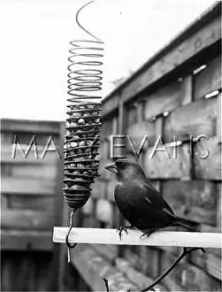 Feeder: A GREENFINCH FEEDING