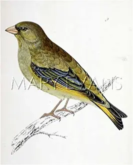Finches: GREENFINCH (MORRIS)