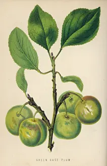 Gage: GREENGAGE/1871