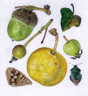 Helga Crouch: Greengage and other autumn items