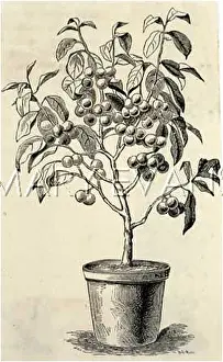 Flowerpot: GREENGAGE BUSH TREE
