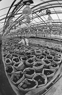 Specialist: Greenhouse facility