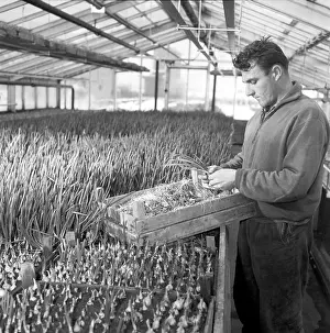 Nosek: Greenhouse - harvest - onion - scallion - worker