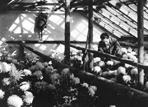 Greenhouses: GREENHOUSE NURSERY