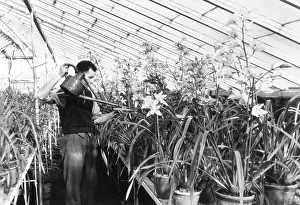 Greenhouses: GREENHOUSE NURSERY