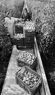 Tomatoes: Greenhouse of workshop No. 2
