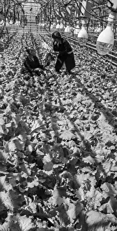 Salad: Greenhouses