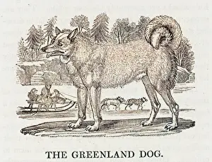 Chien: GREENLAND DOG
