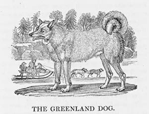 Buffon: GREENLAND DOG