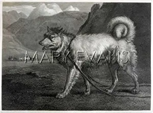 Reinagle: GREENLAND DOG (REINAGLE)