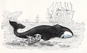 Greenland: Greenland Whale