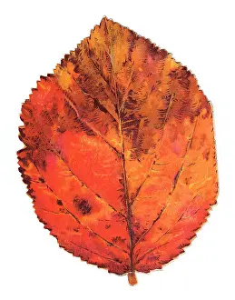 Serrated: Greetings card in the shape of an autumn leaf