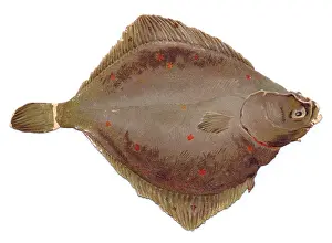 Plaice: Greetings card in the shape of flat brown fish