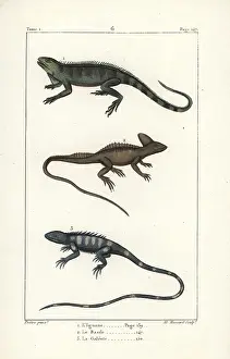 Iguana: Gren iguana, plumed basilisk and green forest lizard