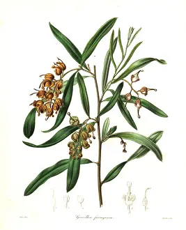 Ferruginea: Grevillea arenaria
