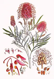 Continuously: Grevillea Banksii