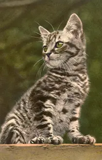 Ledge: Grey and Black Tabby