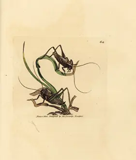 Locusta: Grey bush cricket, Platycleis grisea