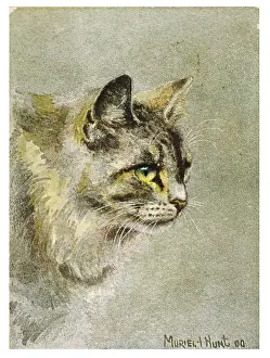 Stares: GREY CAT READY TO POUNCE