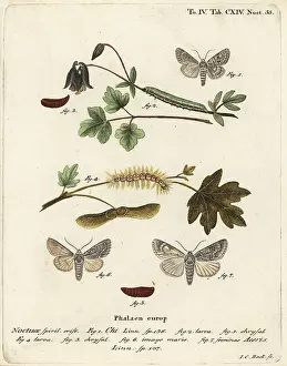 Esper: Grey chi and sycamore moth