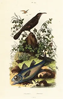 Du Casse: Grey-crowned babbler and black cardinal fish