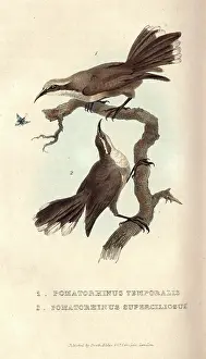 Aust: Grey-crowned babbler and White-browed babbler