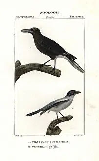 Versicolor: Grey currawong, Strepera versicolor, and black-tailed