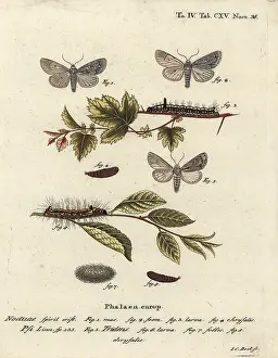 Esper: Grey dagger and dark dagger moths