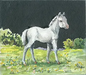 Orton: Grey foal in a field