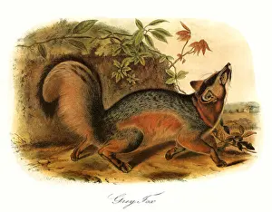 Atop: Grey FoX