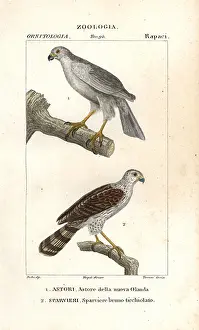 Sparrowhawk: Grey goshawk, Accipiter novaehollandiae, and
