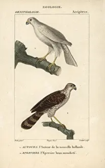 Dappled: Grey goshawk, Accipiter novaehollandiae, and