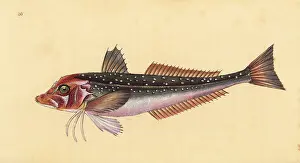 Gurnard: Grey gurnard, Eutrigla gurnardus