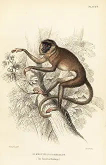 Semnopithecus: Grey or hanuman langur, Semnopithecus entellus