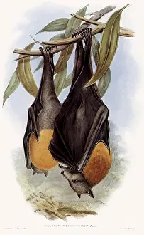 Bats: Grey-Headed Flying FoX
