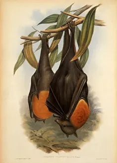 Bats: Grey-Headed Flying Fox, Pteropus poliocephalus
