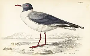 Swainson: Grey-headed gull (African), Chroicocephalus