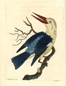 Halcyon: Grey-headed kingfisher, Halcyon leucocephala
