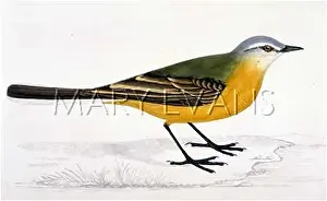 Flava: GREY-HEADED WAGTAIL