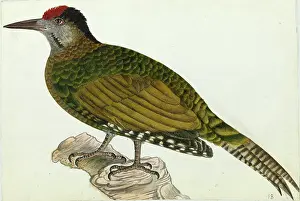 Himalayas: Grey-headed Woodpecker, Picus canus