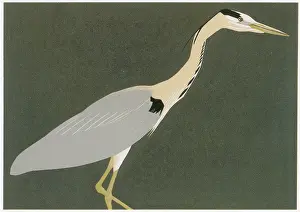 Herons: Grey Heron