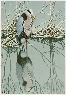 Gillmor: Grey Heron